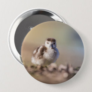 Goose Chick Nature Photo 4 Inch Round Button