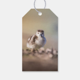 Goose Chick Nature Photo Gift Tags