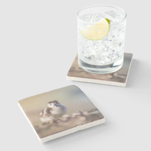 Goose Chick Nature Photo Stone Coaster