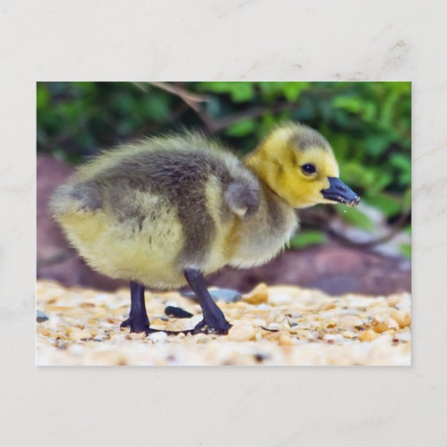 Goose Chick Postcard (Front)