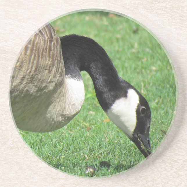 Goose Coaster (Front)