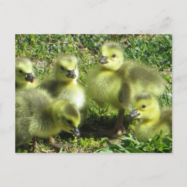 Goose Family Postcard (Front)