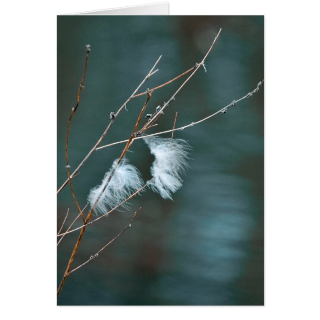 Goose feathers over the blue waters (Front)