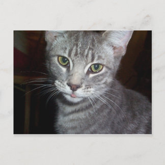 Goose Goobler Postcard