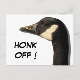 Goose Head Postcard
