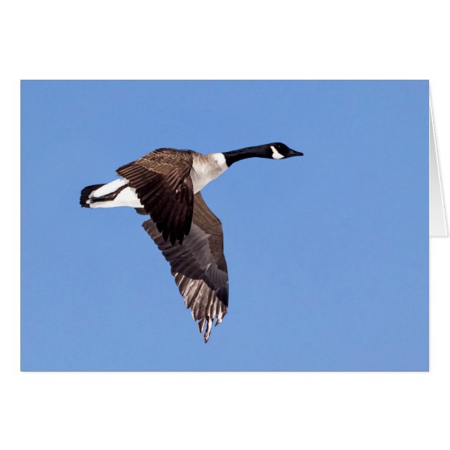 Goose In Flight (Front Horizontal)