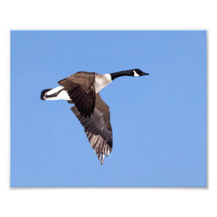 Goose In Flight Photo Print