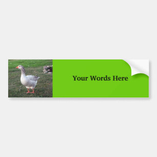 Goose in the park bumper sticker