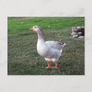Goose in the Park Postcard