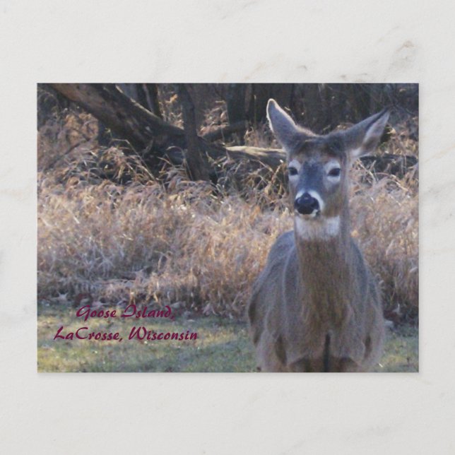 , Goose Island,LaCrosse, Wisconsin Postcard (Front)