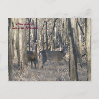 Goose Island, LaCrosse, Wisconsin Postcard