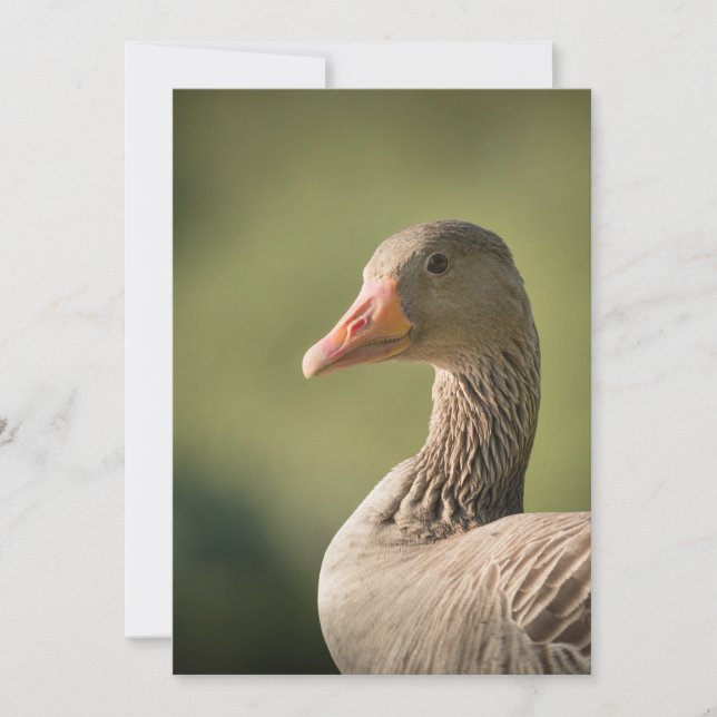 Goose Nature Photo Card (Front)