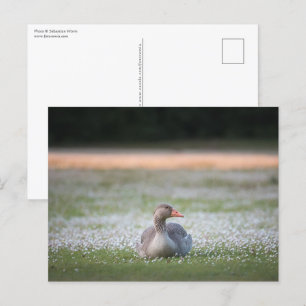 Goose Nature Photo Postcard