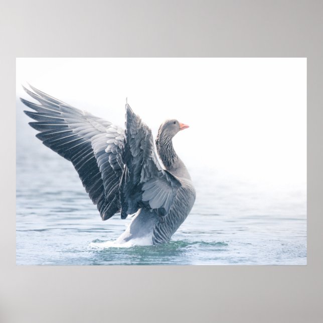 Goose Nature Photo Poster (Front)