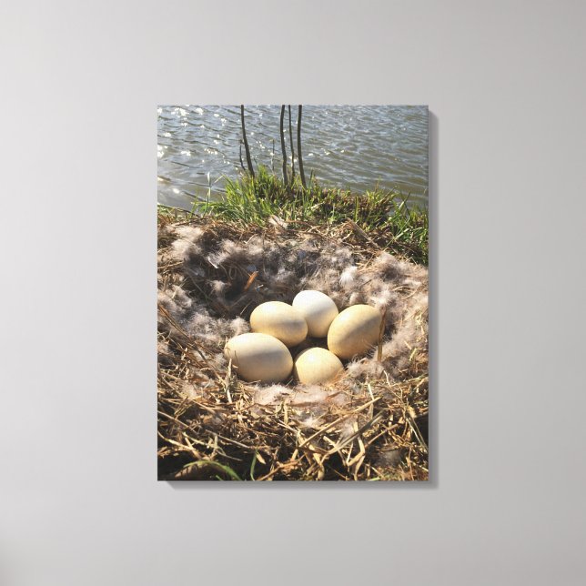 Goose Nest with Eggs on Canvas Print (Front)