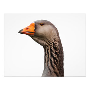Goose portrait photo print