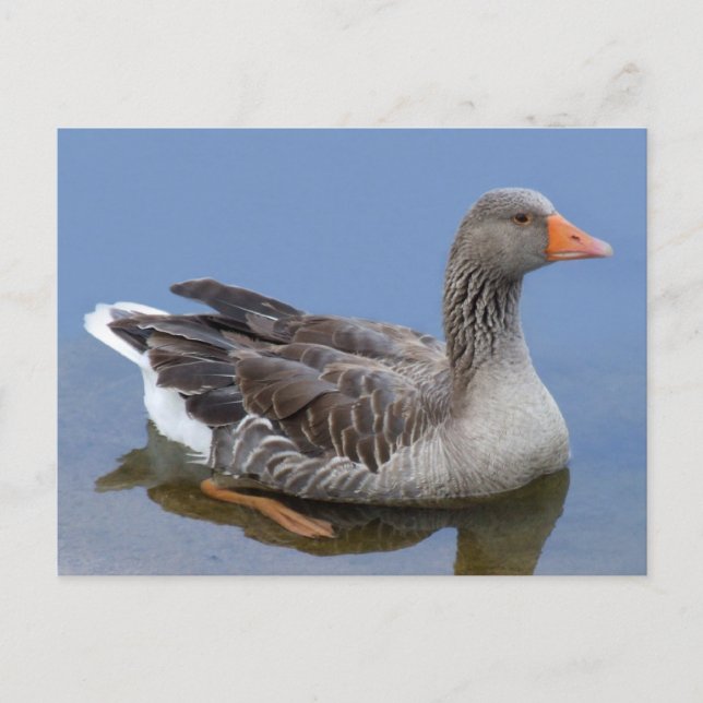 Goose Postcard (Front)
