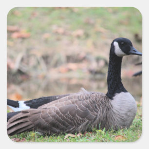 Goose  square sticker