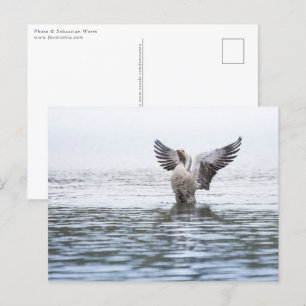 Goose Wildlife Photo Postcard
