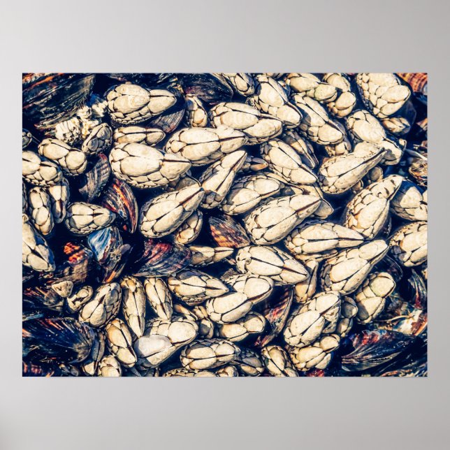 Gooseneck Barnacles & Mussels, Westcoast Canada Poster (Front)