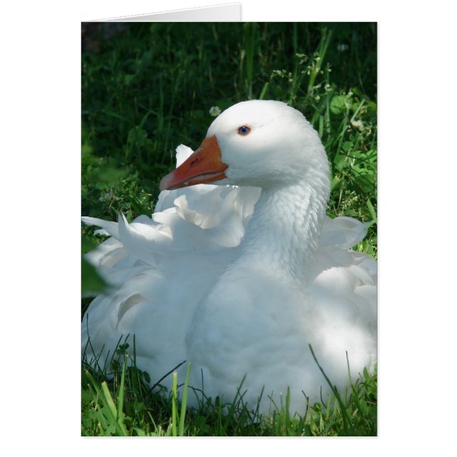 Goosey le Sebbie (Devant)