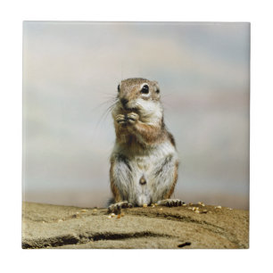 Gopher_005 Tile