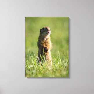 Gopher Canvas Print