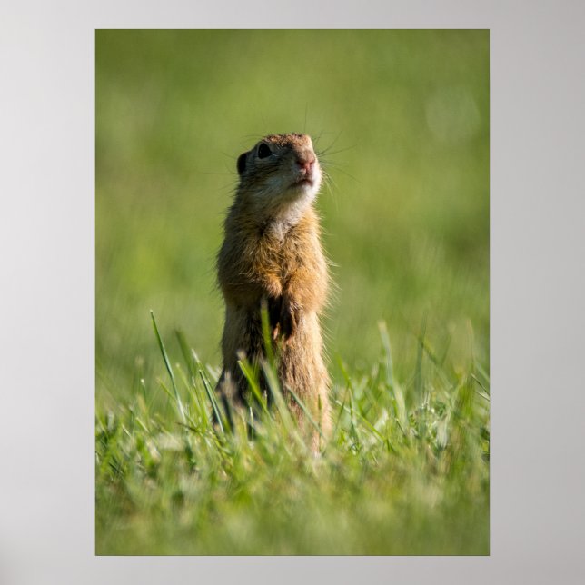 Gopher Poster (Front)