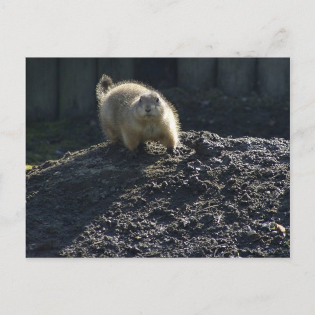 Gopher Poster Postcard (Front)