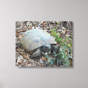Gopher Tortoise on Morning Stroll Canvas Print