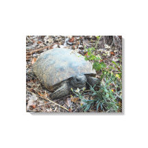 Gopher Tortoise on Morning Stroll