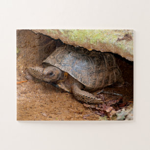 Gopher Turtle Jigsaw Puzzle