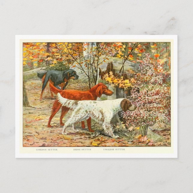 Gordon, Irish, and English Setter Dogs Postcard (Front)