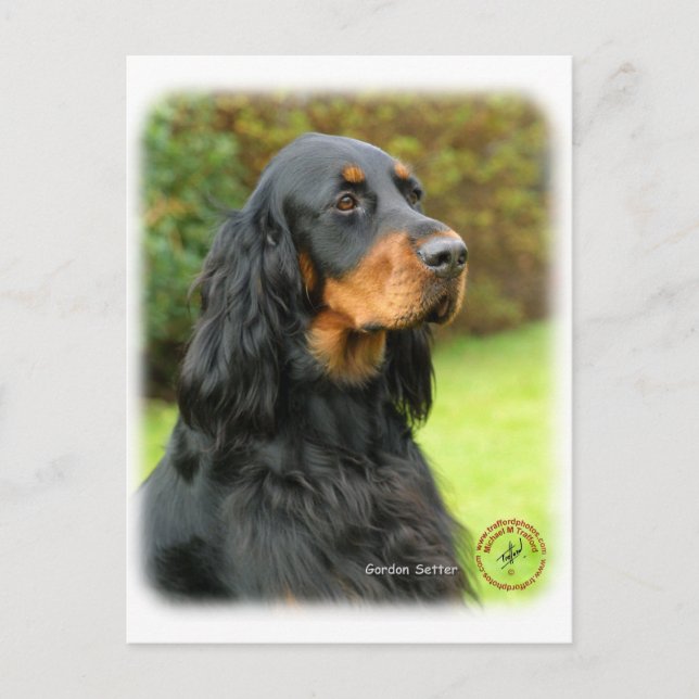Gordon Setter 9T012D-135 Postcard (Front)