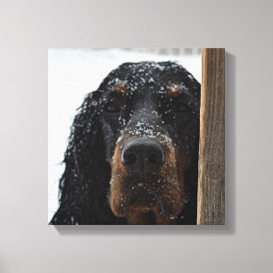 Gordon Setter dans la toile enveloppée d'hiver