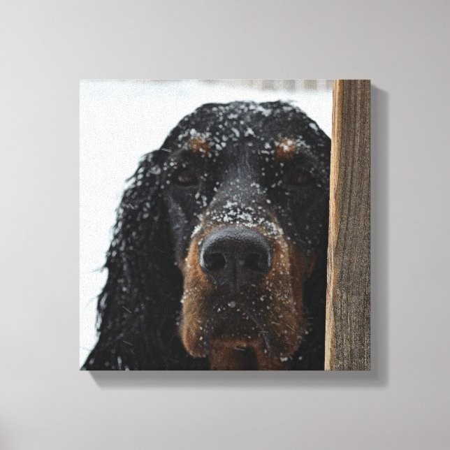 Gordon Setter dans la toile enveloppée d'hiver (Recto)