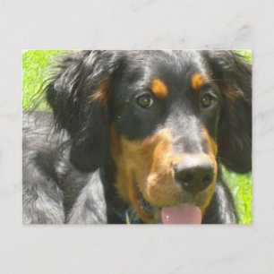 Gordon Setter Dog Postcard