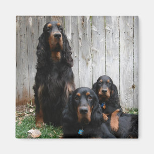 Gordon Setter Generations Magnet