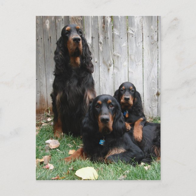 Gordon Setter Generations Postcard (Front)