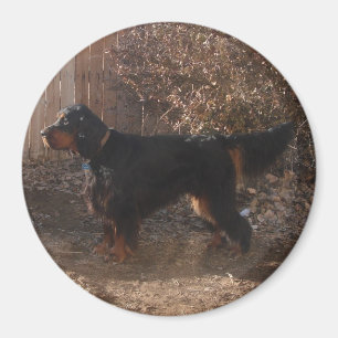 Gordon Setter Magnet