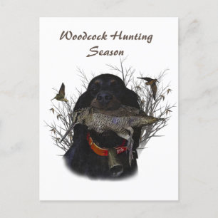 Gordon Setter Postcard