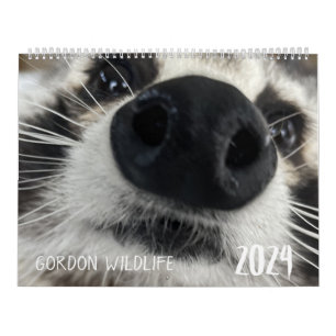 Gordon Wildlife Raccoon Calendrier 2024