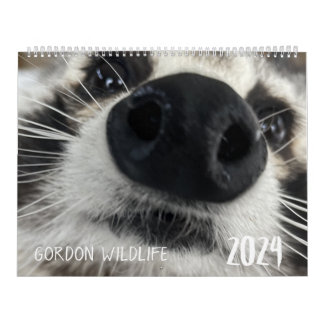 Gordon Wildlife Raccoon Calendrier 2024