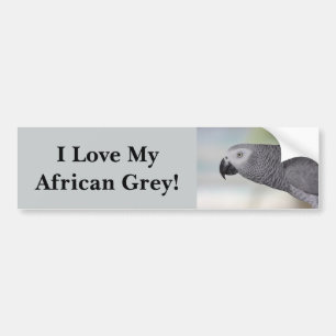 Gorgeous African Grey Parrot Bumper Sticker