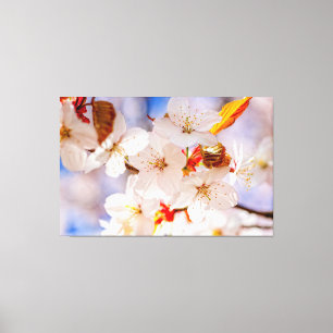 Gorgeous And Elegant Sakura Flowers In Springtime Canvas Print