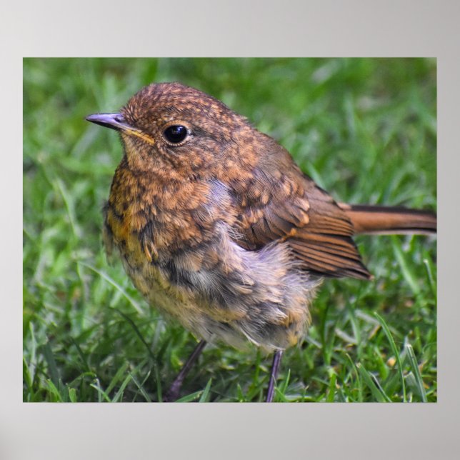 Gorgeous Baby Robin  Poster (Front)