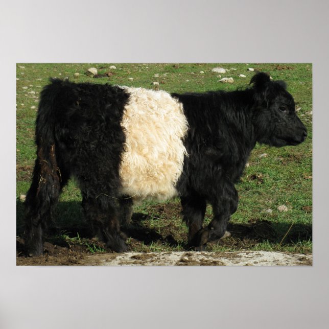 Gorgeous Belted Galloway Steer Beltie Poster (Front)
