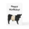 Gorgeous Belted Galloway Steer Cutout