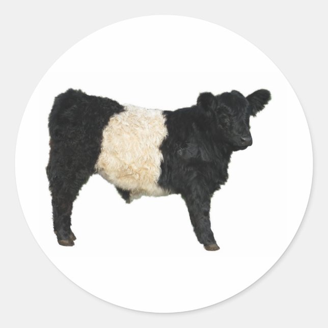 Gorgeous Belted Galloway Steer Cutout Classic Round Sticker (Front)