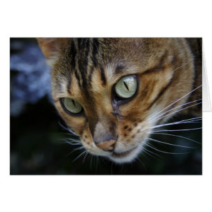 Gorgeous Bengal Cat